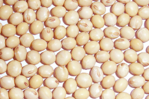 写真：フクユタカ