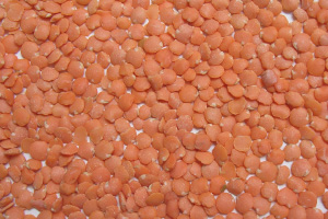 写真：レンズ豆