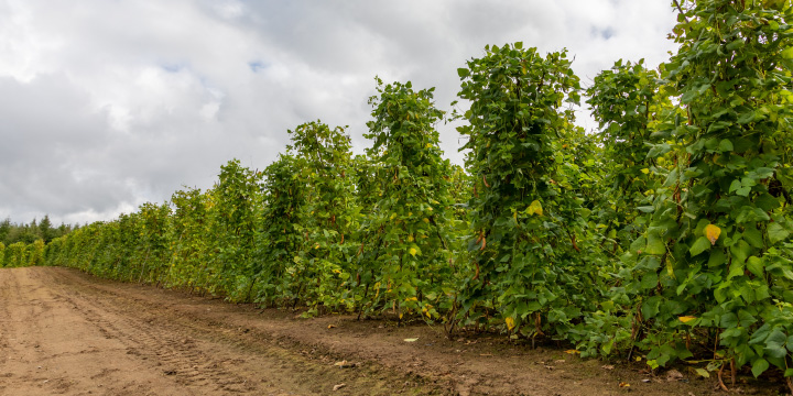 写真：白花豆の畑