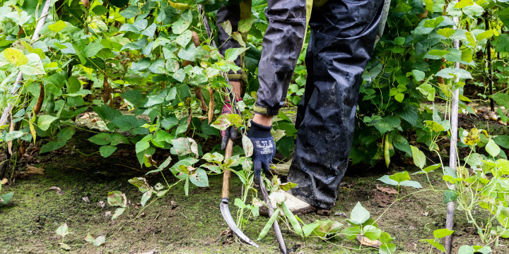 写真：白花豆の刈り取り作業