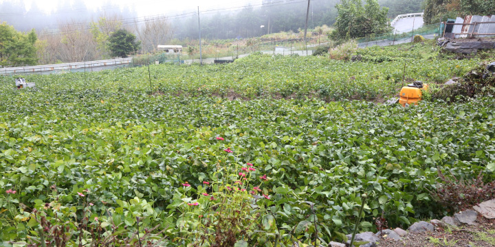 写真：あけぼの大豆の畑