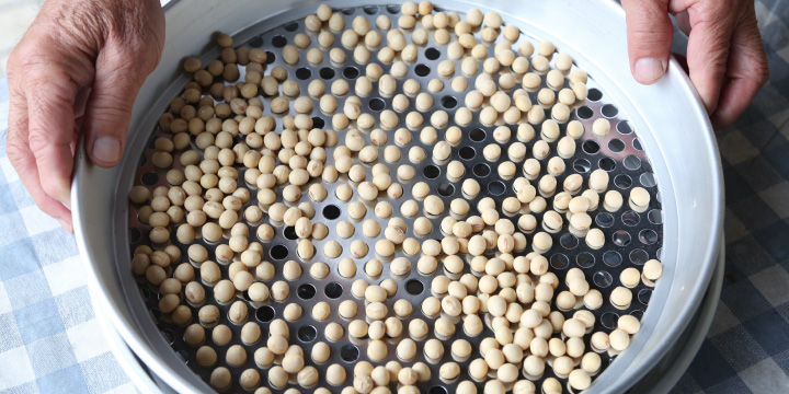 写真：あけぼの大豆を穴のあいた篩で選別