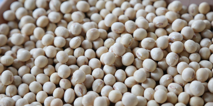 写真：選別されたあけぼの大豆