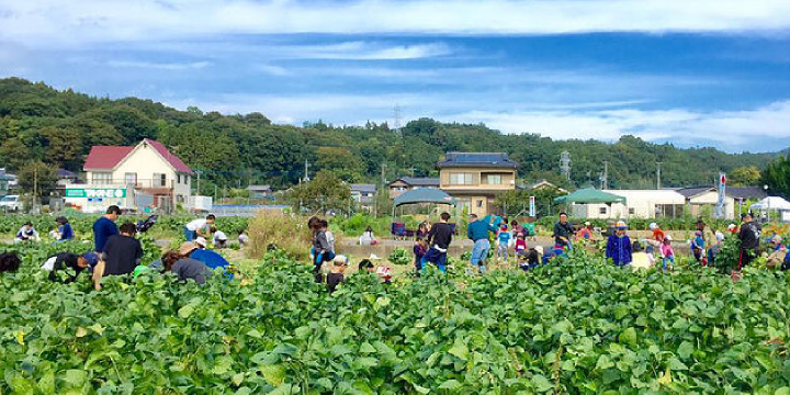 写真：あけぼの大豆の収穫体験