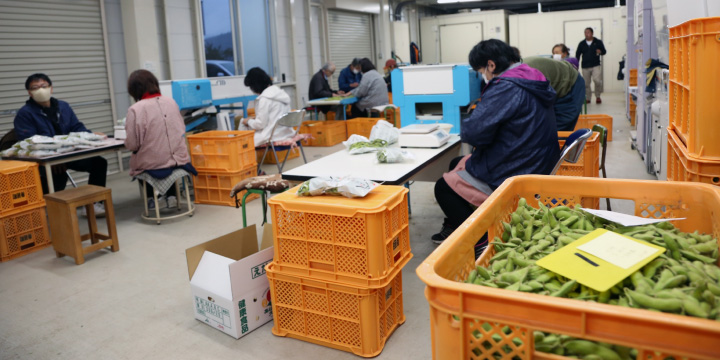 写真：あけぼの大豆を手作業で選別している