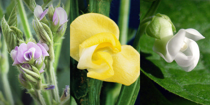 写真：様々な豆の花。薄紫、黄、白。