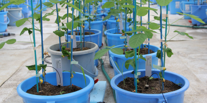 写真：温室での育種研究