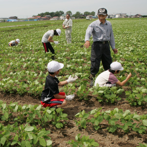写真：大豆収穫体験の様子