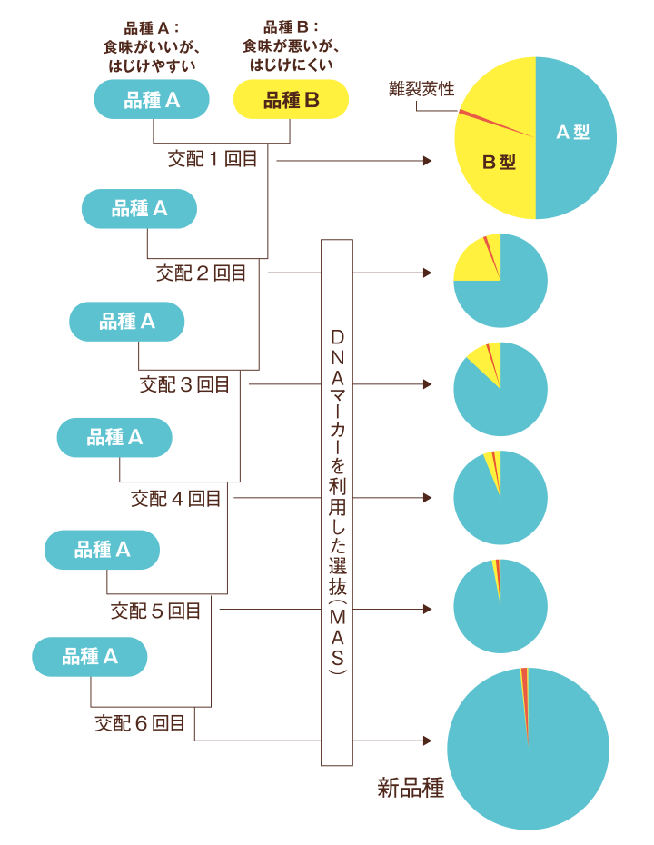 図：交配を重ねることで必要な遺伝子をもちつつ不要な品種の遺伝子の割合を減らしていく