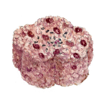 イラスト：赤飯