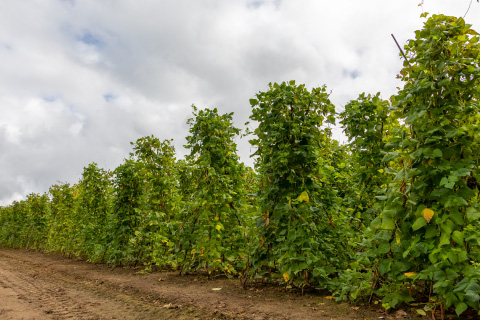 画像:豆の力で地域を元気に!
