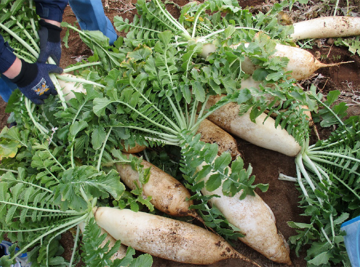 写真:野菜は、子ども達が学区内の畑で収穫の手伝いをさせてもらった時のもの