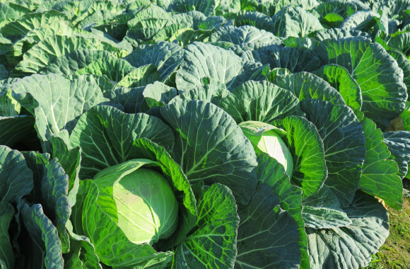 写真：「三崎マグロ」の実力