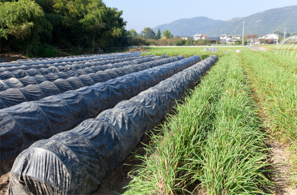 写真：黄にらの歴史