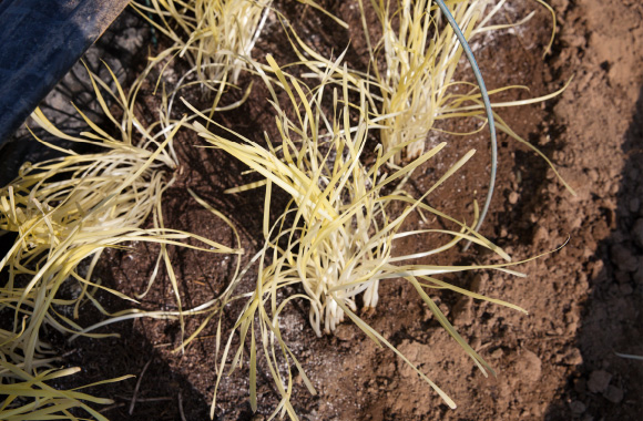 写真：「黄にら」の実力