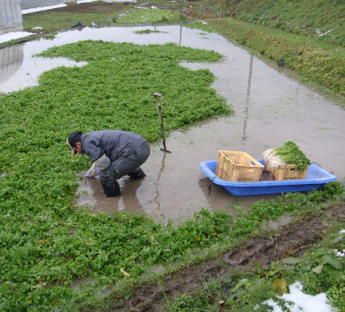 写真:三関せりの栽培