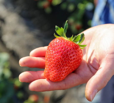 写真:スカイベリー