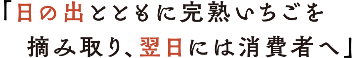 「日の出とともに完熟いちごを摘み取り、翌日には消費者へ」
