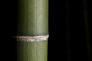 写真:マダケの節