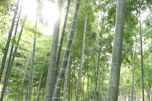 写真:モウソウチク