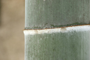 写真:モウソウチクの節