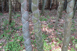 写真：キッコウチク