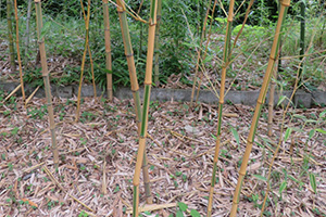 写真：キンメイチク