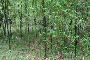 写真：クロチク