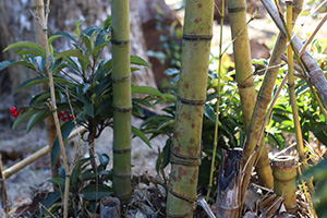 写真：ホテイチク