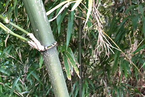 写真：シホウチク