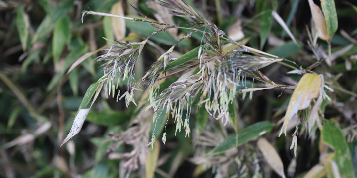 写真：ハチクの花
