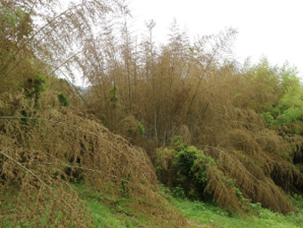 写真：開花したハチクの竹林