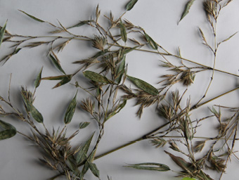 写真：開花の研究のための標本