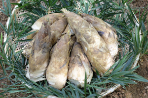 写真:モウソウチク