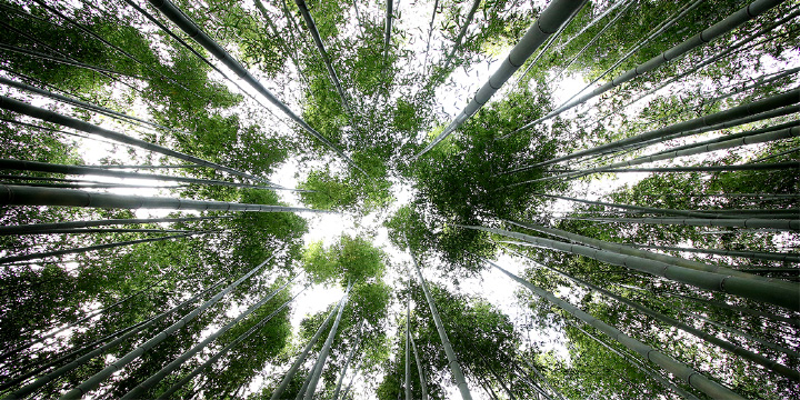 写真:竹林