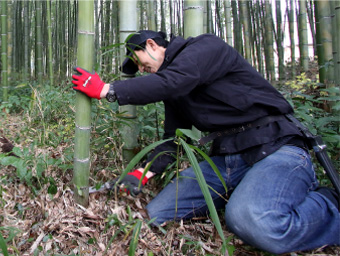写真：竹の伐採