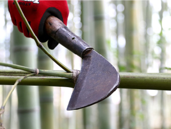 写真：竹の伐採