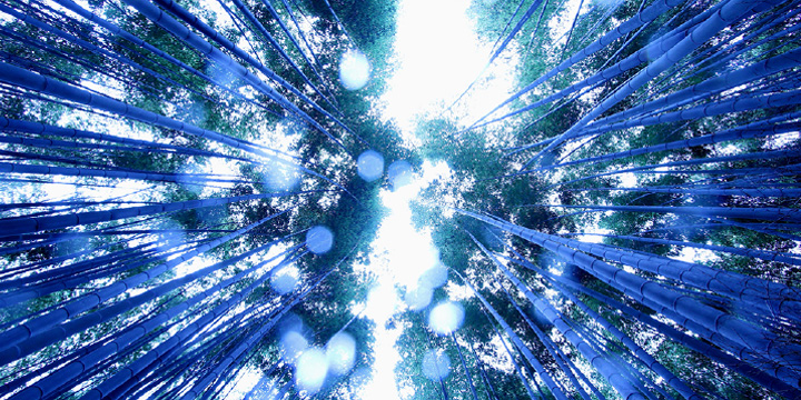 写真:竹林