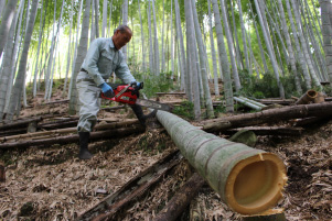 写真:伐採