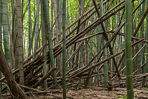 写真:放置竹林などの竹