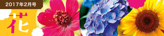 2017年2月号 花