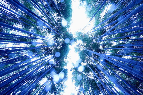 画像:広がる竹の可能性!新たな竹の利用法に迫る。