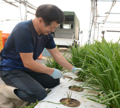 写真:にらの栽培