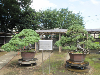 写真：家光公遺愛の五葉松