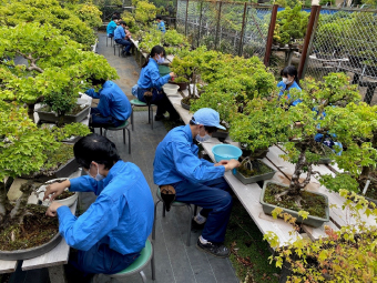 写真：盆栽の手入れをする様子