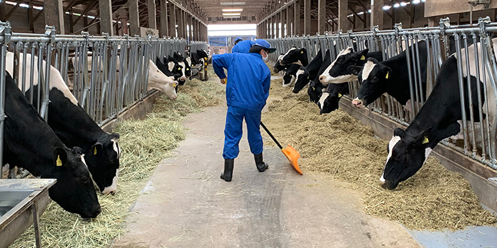 写真：牛舎の様子