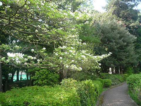 写真：ハナミズキの木
