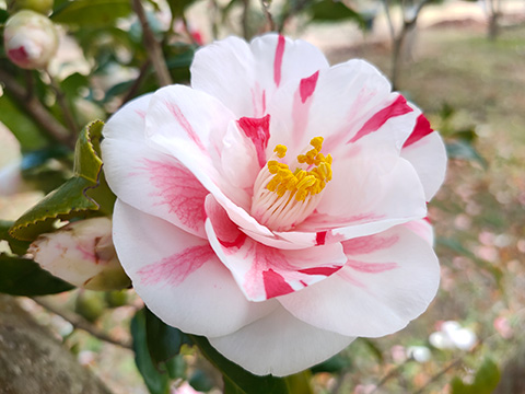 写真：白い花弁に濃いピンクの絞りの入った椿