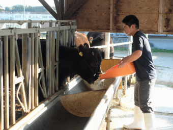 写真：母牛にエサを与える様子