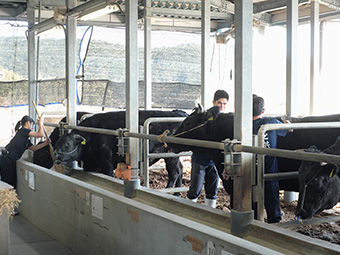 写真：牛の毛並みを整える様子